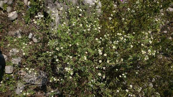 Image of hammock shrubverbena