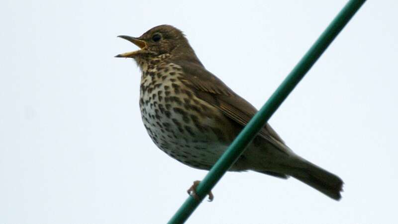 Image of Song Thrush