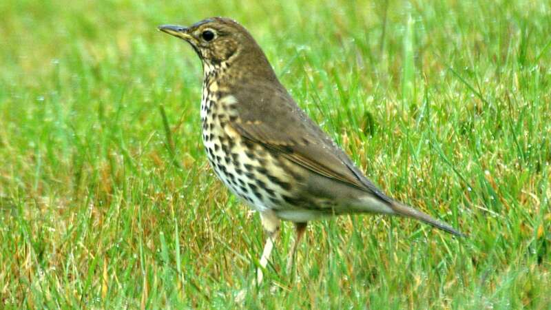 Image of Song Thrush