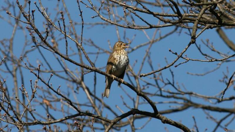 Image of Song Thrush