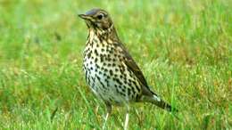 Image of Song Thrush