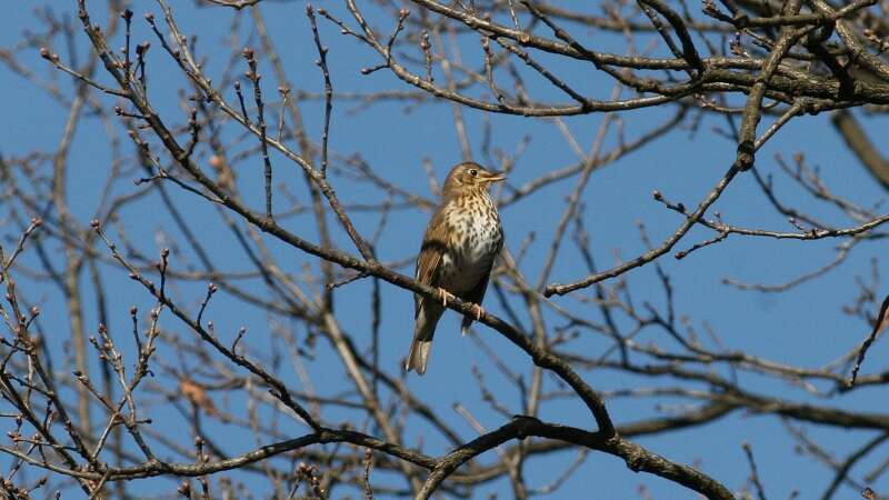 Image of Song Thrush