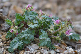 Image of Scrophularia ruprechtii Boiss.