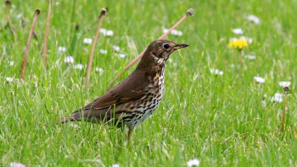 Image of Song Thrush