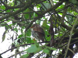 Image of Orange-billed Nightingale-Thrush