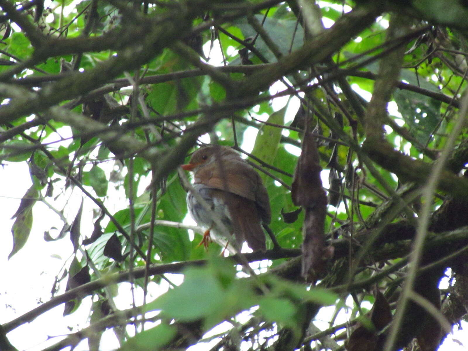 Image of Orange-billed Nightingale-Thrush