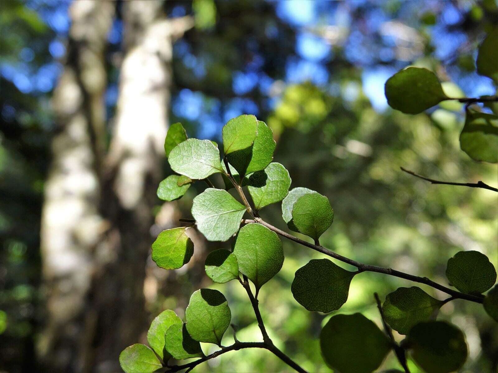 Imagem de Melicytus micranthus Hook. fil.