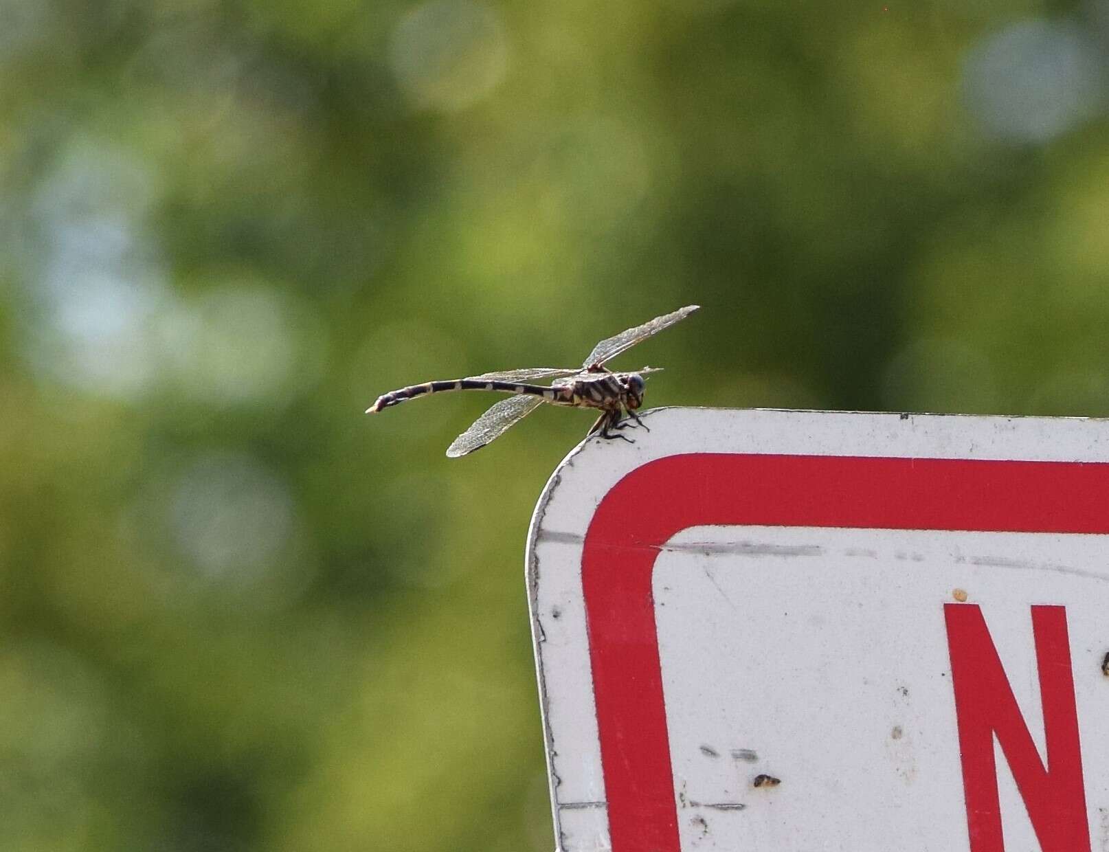 Image of Five-striped Leaftail