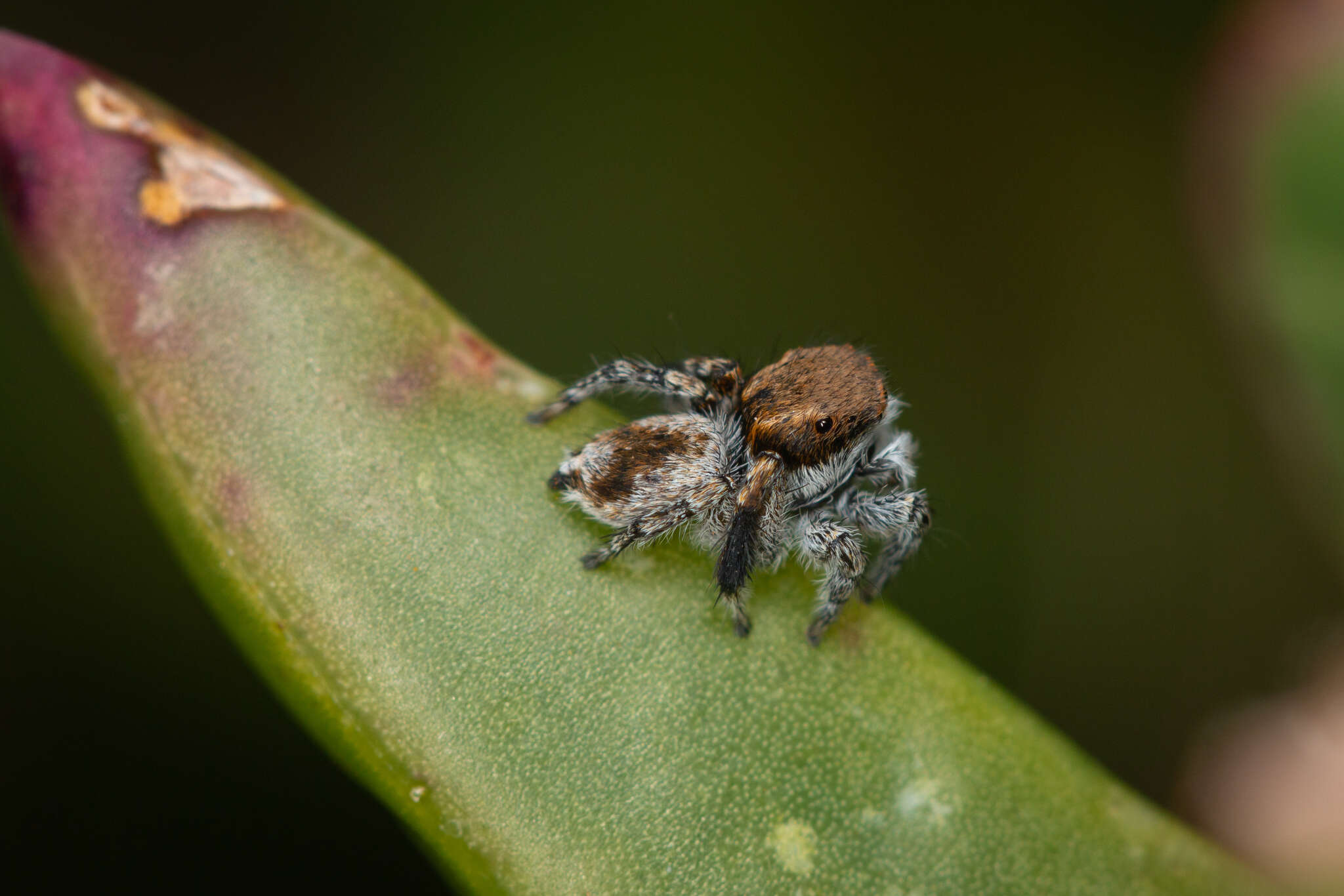 Image of Maratus albus Otto & Hill 2016