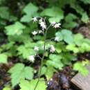 Image de Tiarella trifoliata var. unifoliata (Hook.) Kurtz