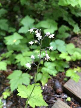 Image of oneleaf foamflower