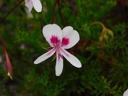 Image of Pelargonium divisifolium P. Vorster