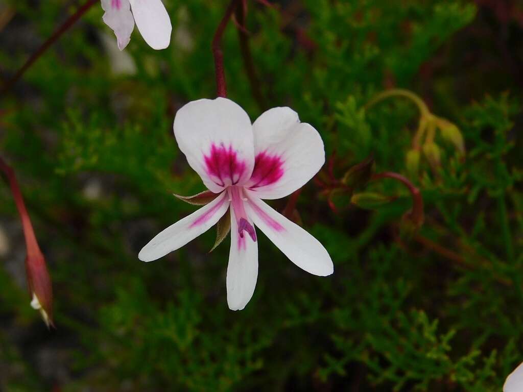 Image of Pelargonium divisifolium P. Vorster