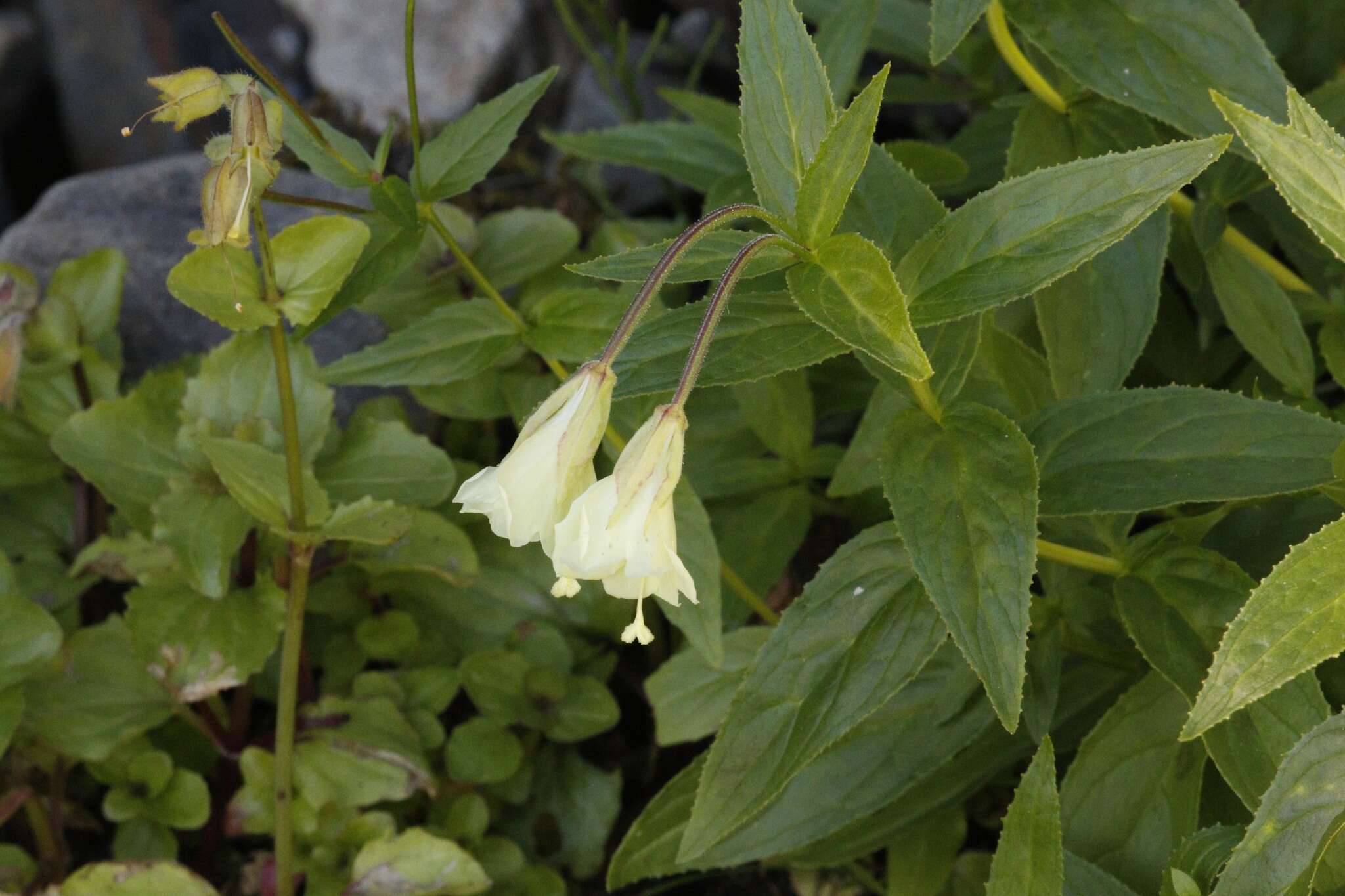 Epilobium luteum Pursh resmi