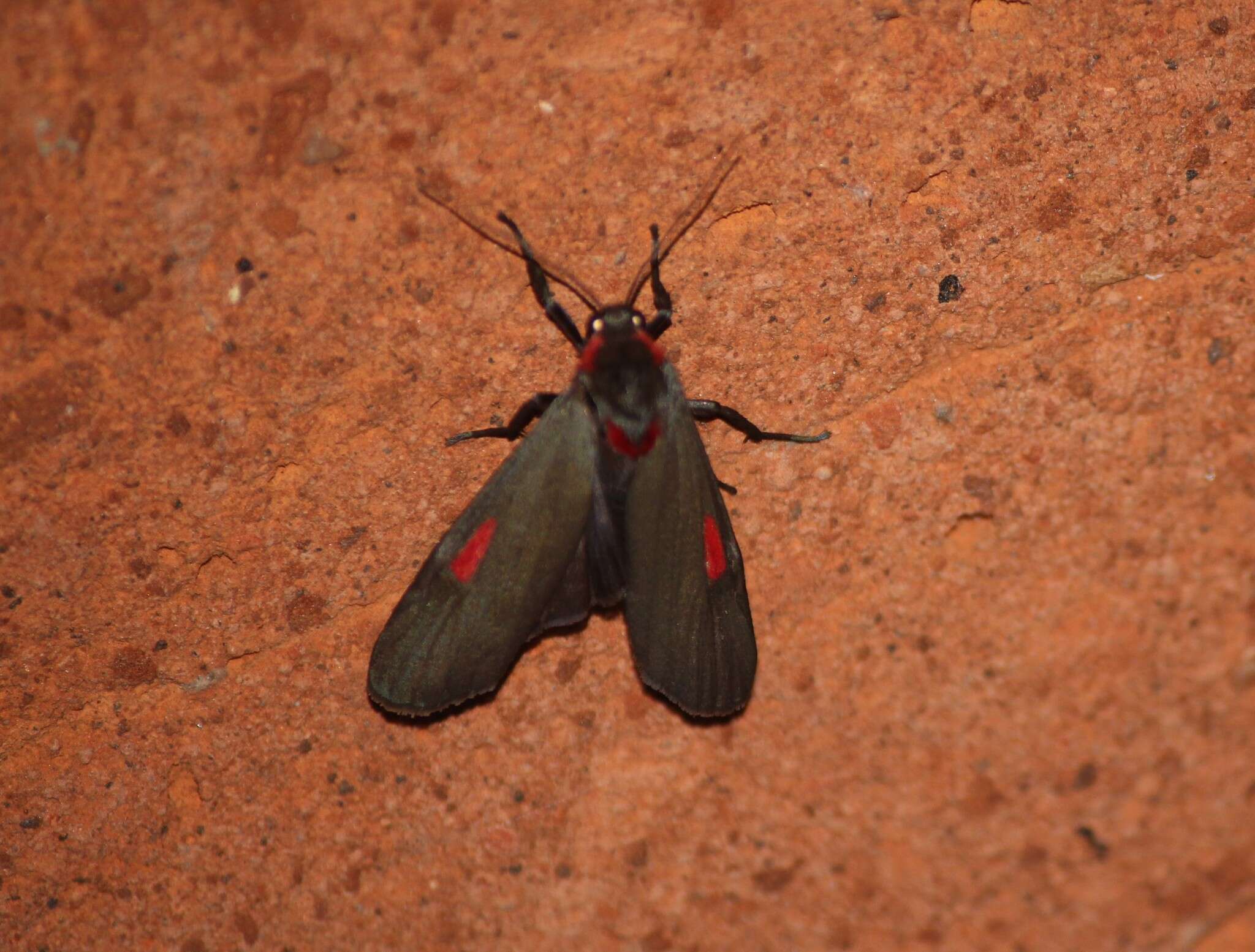 Image of Cyana tettigonioides (Heylaerts 1892)