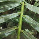 Image of Wight’s sago palm