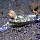 Image of Hypselodoris roo Gosliner & R. F. Johnson 2018