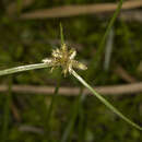 Imagem de Cyperus sanguinolentus Vahl