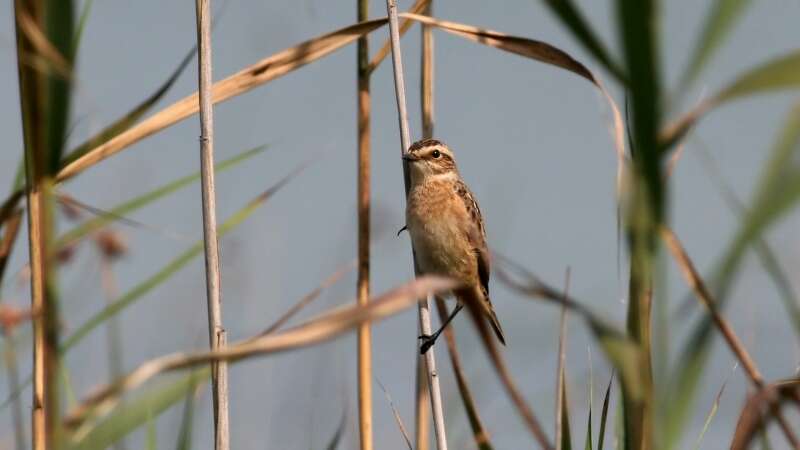 Image of Whinchat