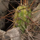 Image of Corryocactus brevistylus (K. Schum. ex Vaupel) Britton & Rose