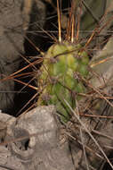 Corryocactus brevistylus (K. Schum. ex Vaupel) Britton & Rose resmi