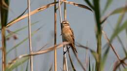 Image of Whinchat