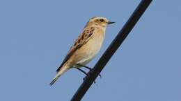 Image of Whinchat