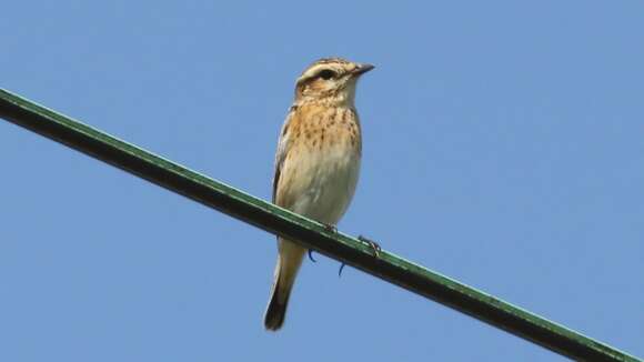 Image of Whinchat