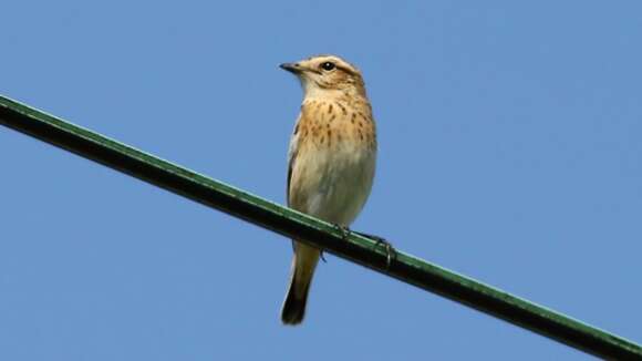 Image of Whinchat