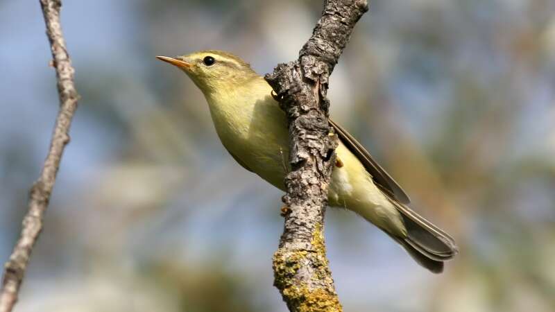 Image of Willow Warbler