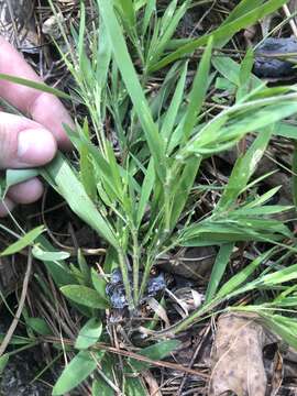 Image of whitehair rosette grass