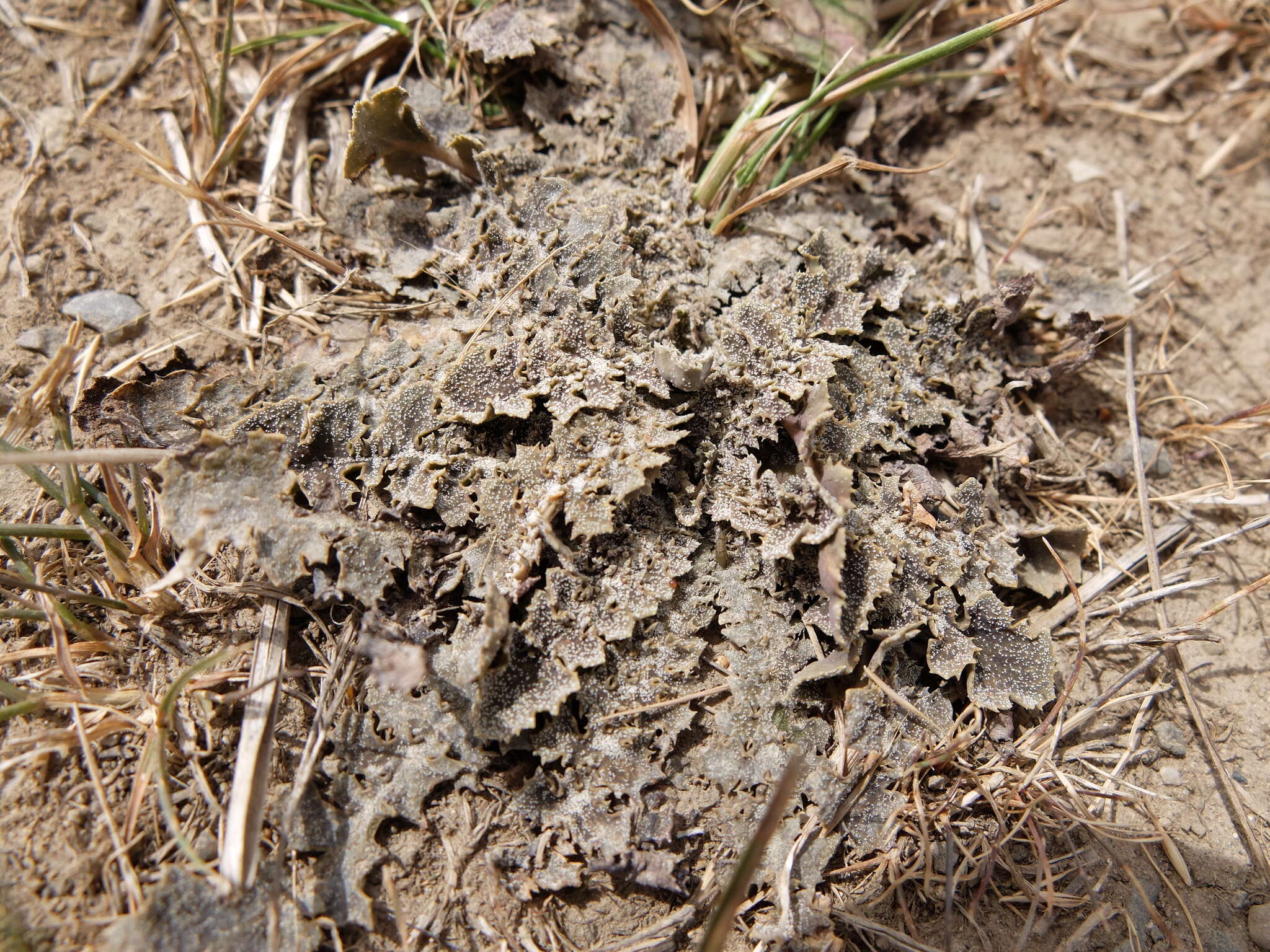 Image of Sonchus novae-zelandiae (Hook. fil.) Benth. & Hook. fil.