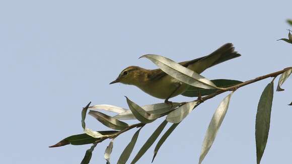 Image of Willow Warbler