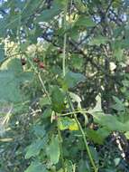 Image of Solanum torreanum A. E. Goncalves