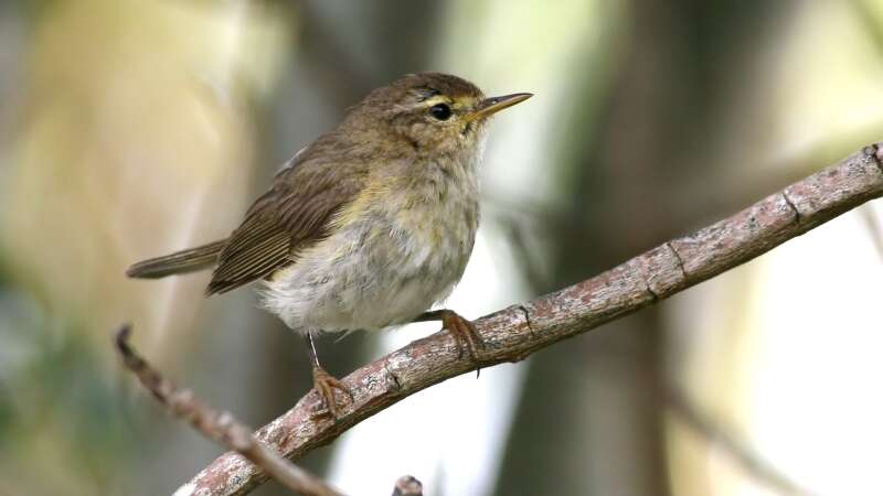 Image of Willow Warbler