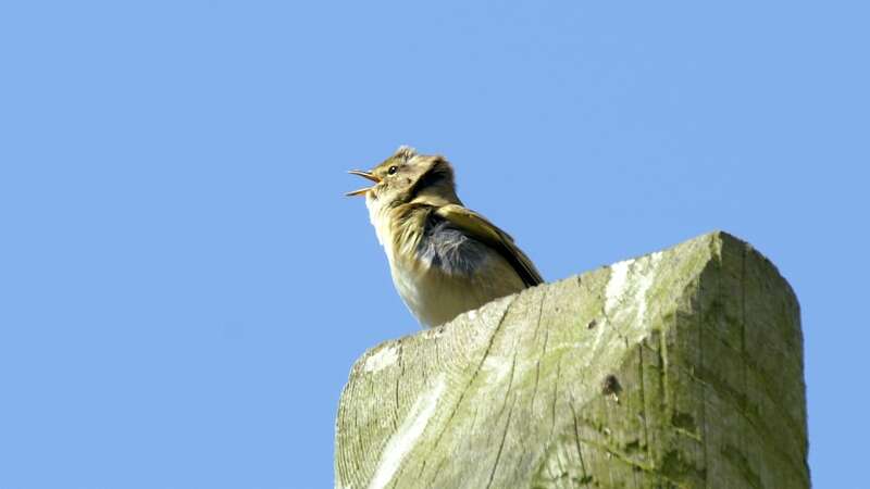 Image of Willow Warbler