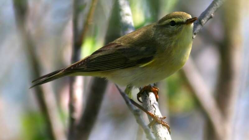 Image of Willow Warbler