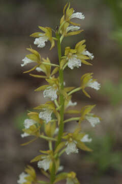 Image de Oreorchis patens (Lindl.) Lindl.