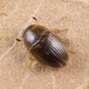 Image of Water scavenger beetle