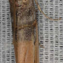 Dasypyga alternosquamella Ragonot 1887 resmi