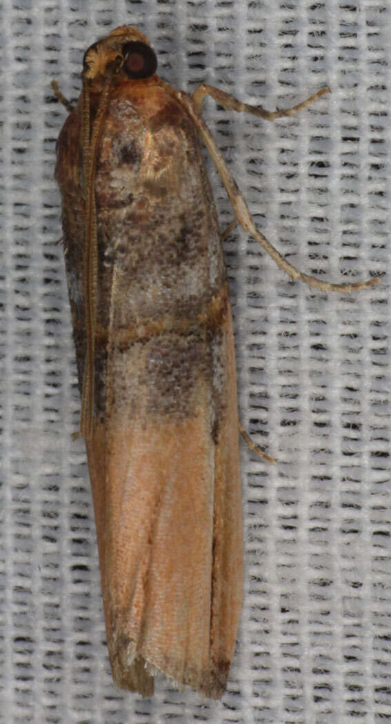 Image of Dasypyga alternosquamella Ragonot 1887