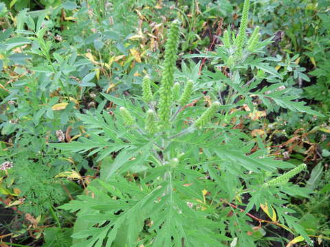 Image of annual ragweed