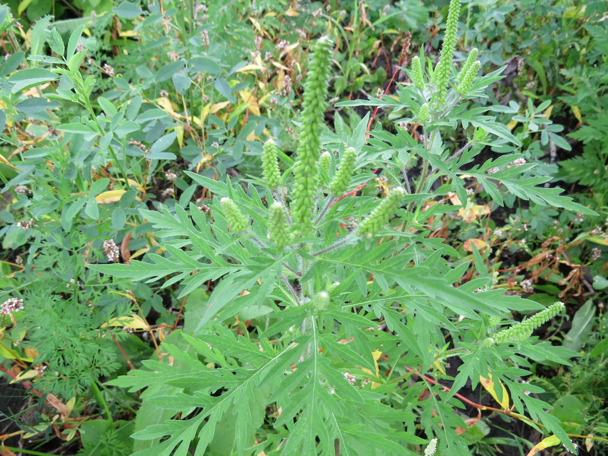 Image of annual ragweed