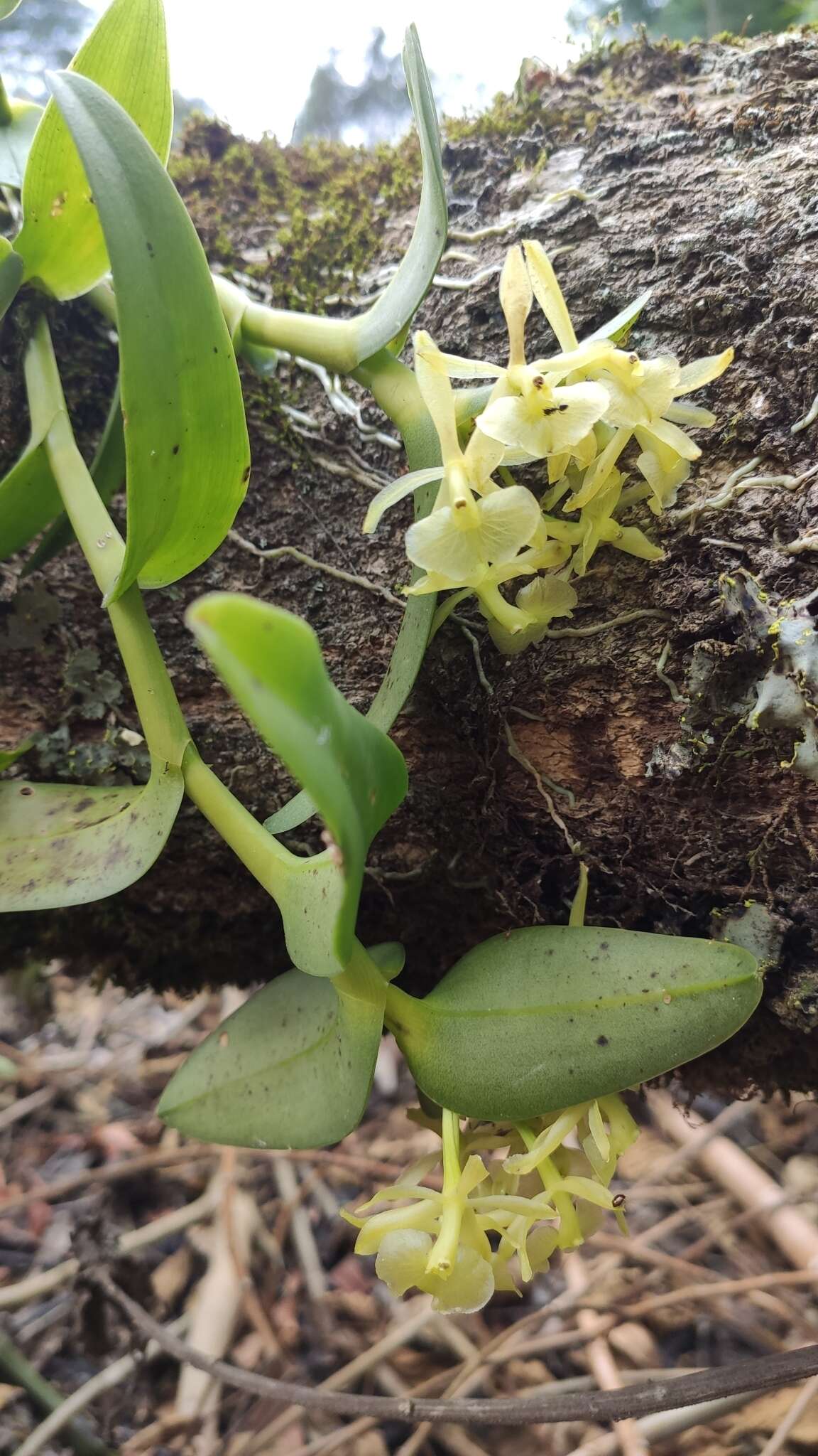 Image of Epidendrum chlorocorymbos Schltr.