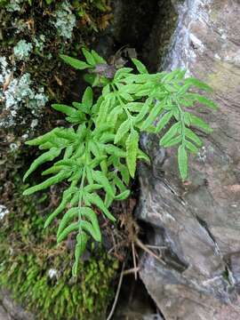 Sivun Cryptogramma stelleri (Gmel.) Prantl kuva