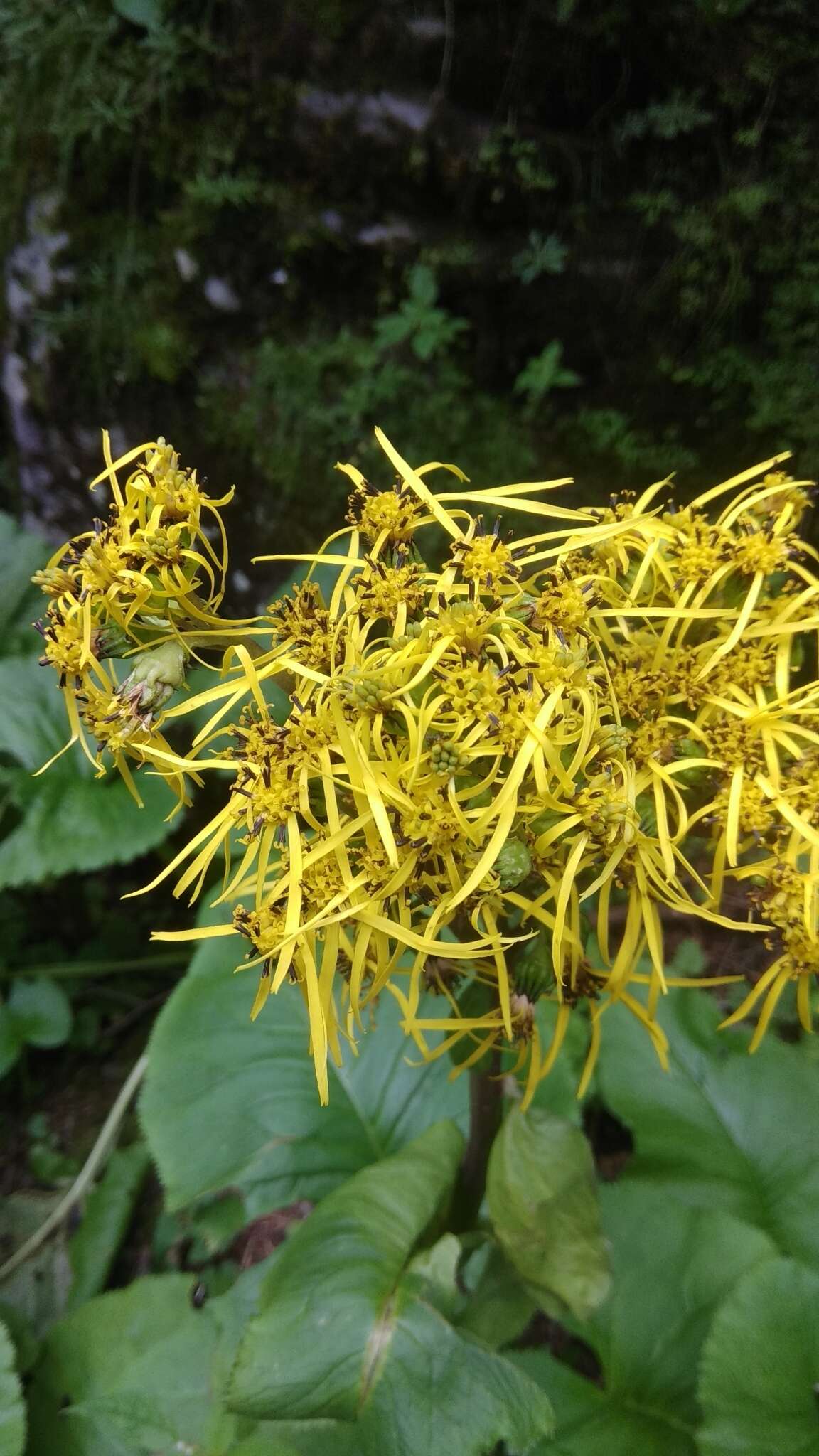 Image of Ligularia amplexicaulis (Wall.) DC.