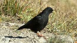 Image of Alpine Chough