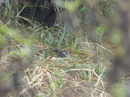 Image of Scissor-tailed Nightjar