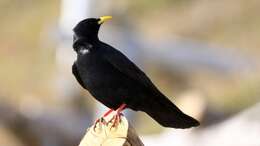 Image of Alpine Chough