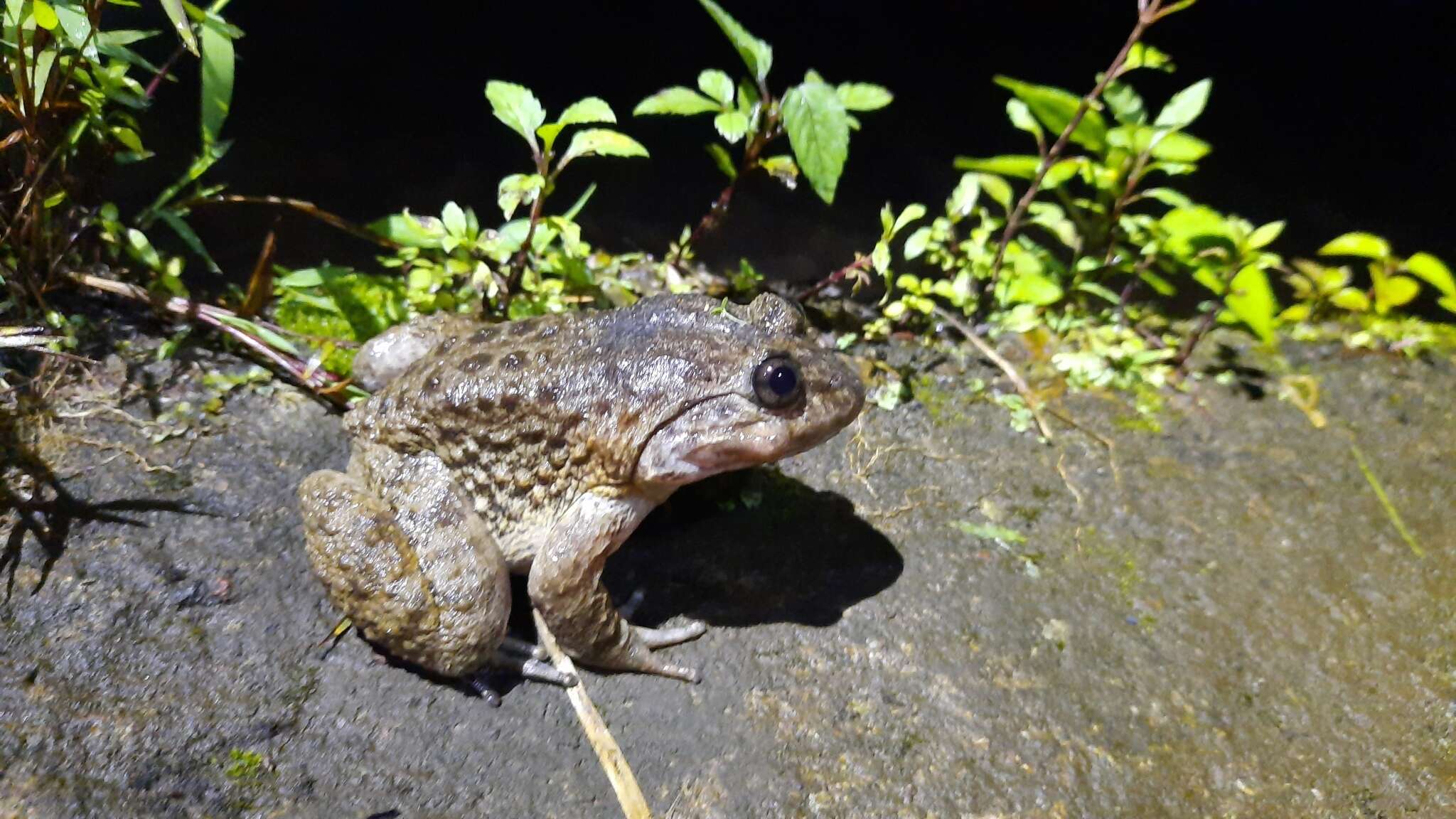 Image of Kuhl's Creek Frog